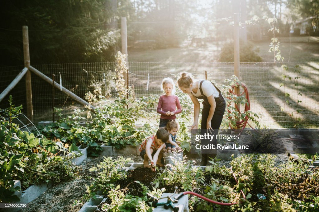 Family Harvesting Vegetables From Garden at Small Home Farm