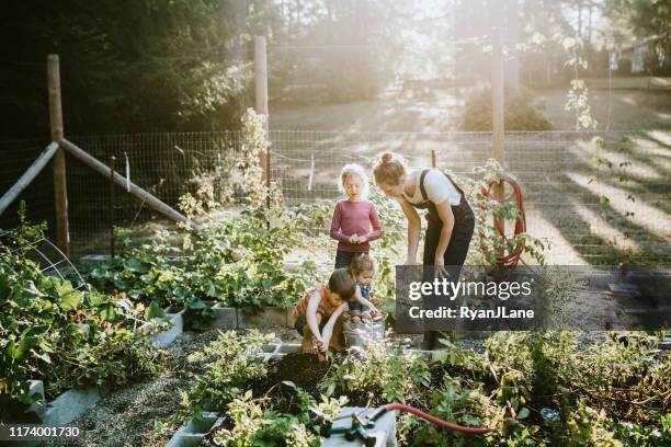 family harvesting vegetables from garden at small home farm - vegetable patch stock pictures, royalty-free photos & images