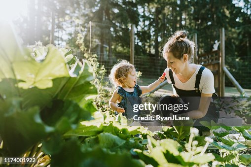 Family Harvesting Vegetables From Garden at Small Home Farm Family Harvesting Vegetables From Garden at Small Home Farm