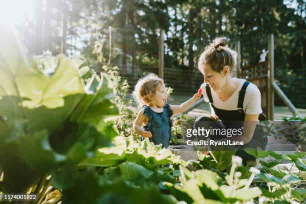 family harvesting vegetables from garden at small home farm - sharing stock pictures, royalty-free photos & images