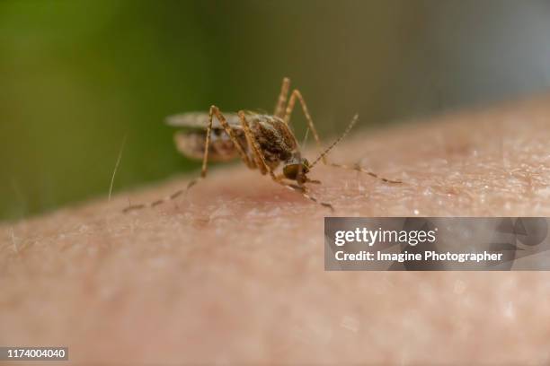 mosquitoes are sucking blood on the skin. - malaria parasite stock pictures, royalty-free photos & images