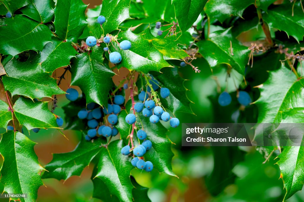 Tall Oregon Grape (Mahonia aquifolium) berries with dark, glossy leaves.
