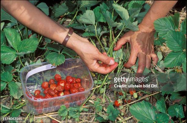 Hände beim Erdbeeren-pflücken