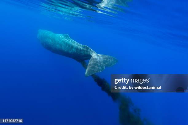 adult sperm whale defecating as it swims, ligurian sea, mediterranean, italy. - men taking a dump stockfoto's en -beelden