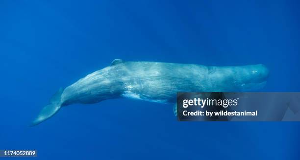 adult sperm whale, ligurian sea, mediterranean, italy. - ballena cachalote fotografías e imágenes de stock