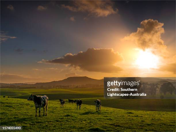 back light at dawn on dairy cattle, fish creek, leongatha district, south gippsland, victoria, australia. - victoria australia stock-fotos und bilder