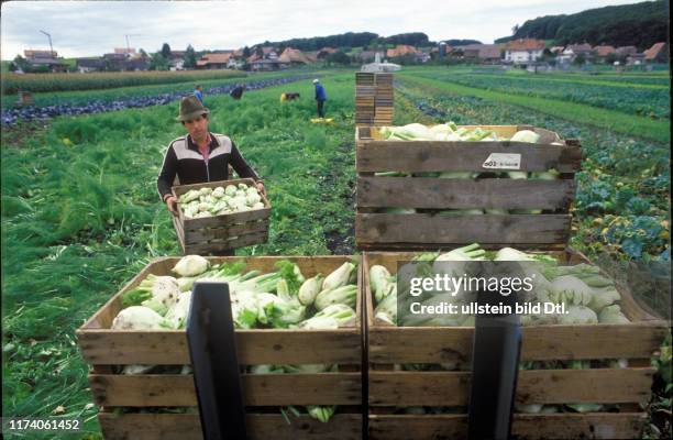 Fenchel-Ernte, Finsterhennen 1987