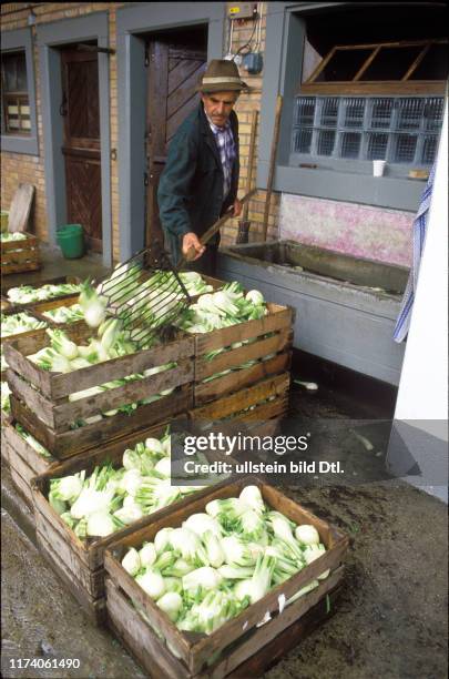 Fenchel-Ernte, Finsterhennen 1987