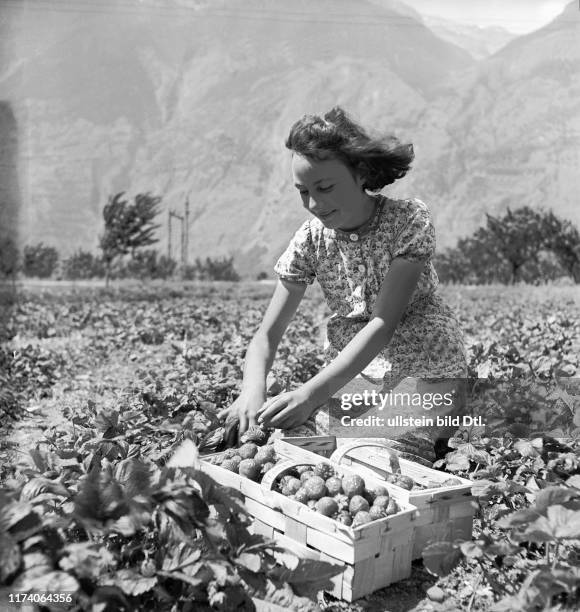 Mädchen beim Pflücken von Erdbeeren in Saxon, 1942