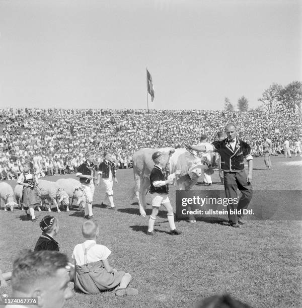 Swiss federal wrestling festival Berne 1945: bull as the winner prize