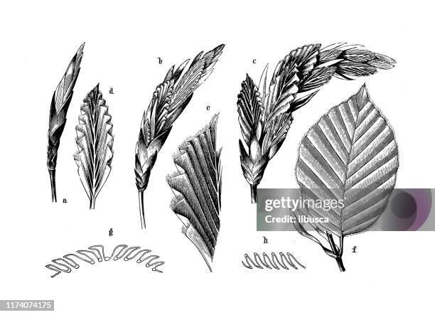 antique botany illustration: beech - beech tree stock illustrations