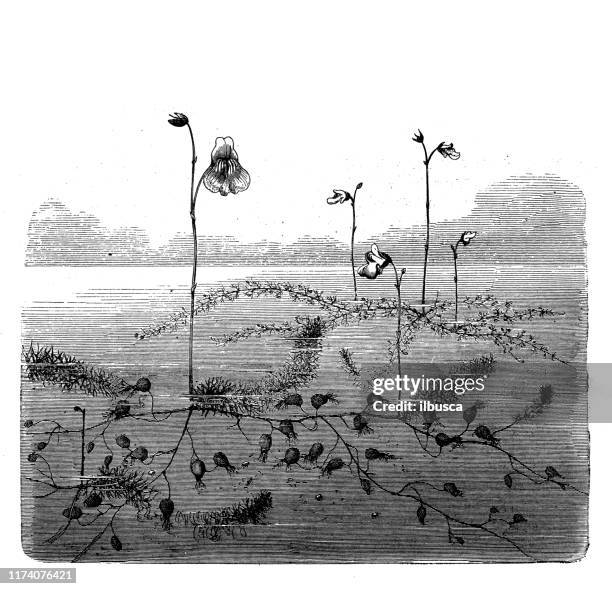 antique botany illustration: utricularia grafiana, utricularia minor - bladderwort stock illustrations