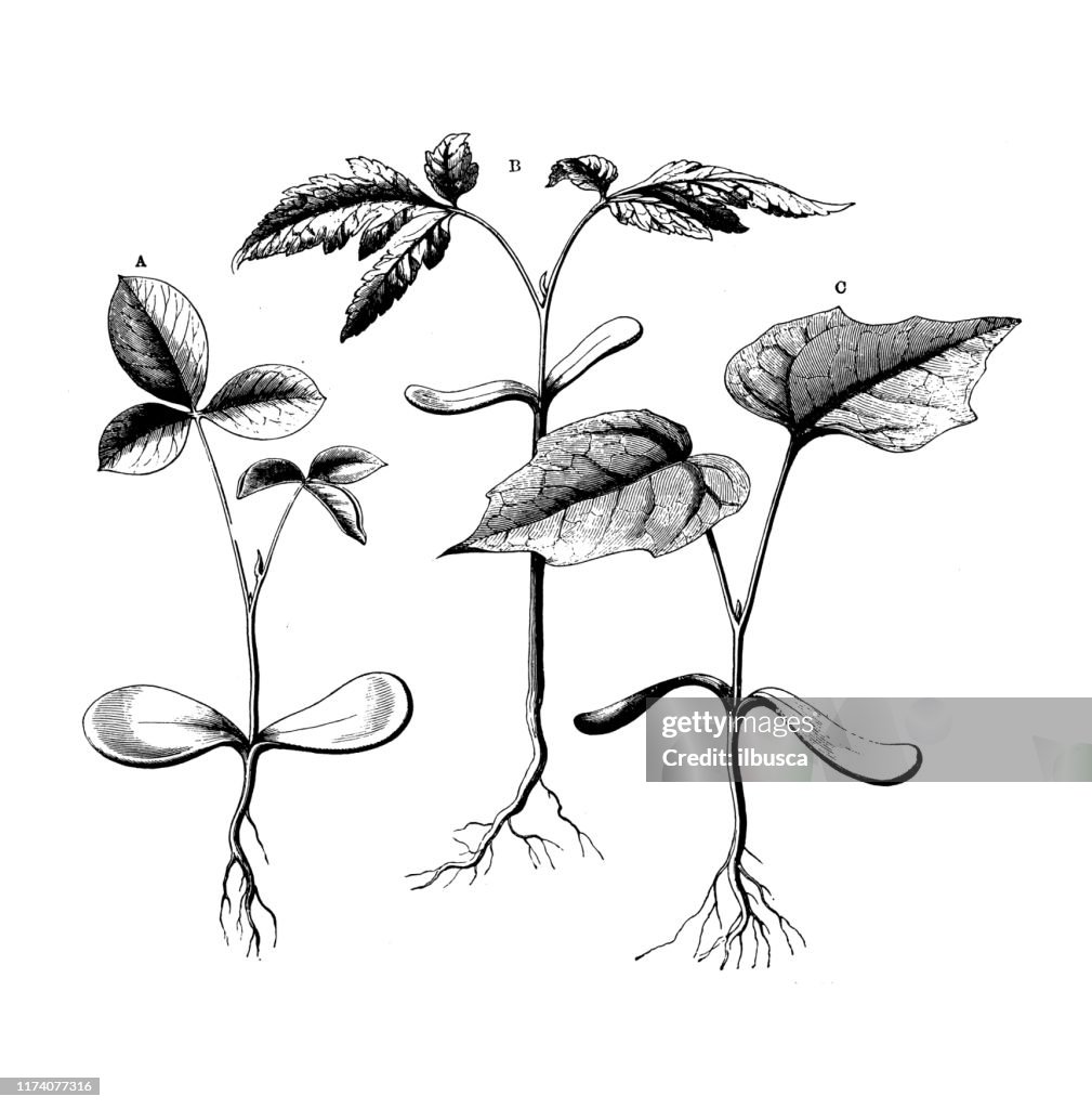Antique botany illustration: Cotyledons germinating: Cytisus Laburnum, Koelreuteria paniculata, Acer platanoides