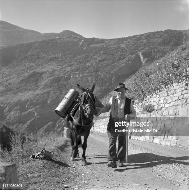 Maultier bei der Weinlese, 1956