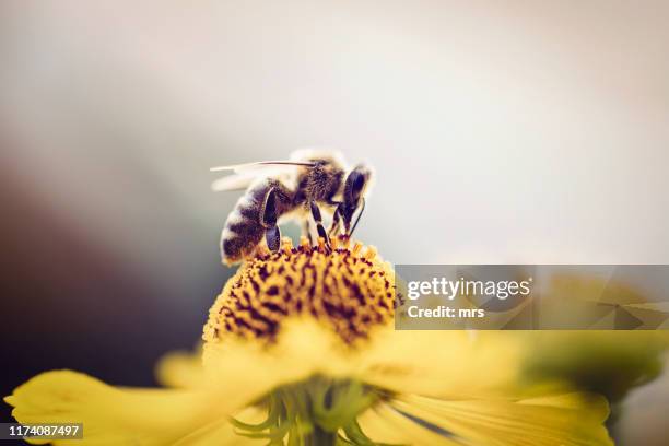 honeybee collecting pollen from a flower - bee flower stock pictures, royalty-free photos & images