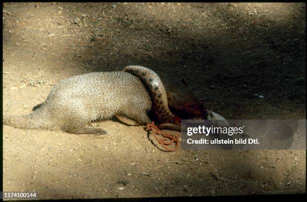 Kampf einer Schlange und einem Mungo, Indien 1981