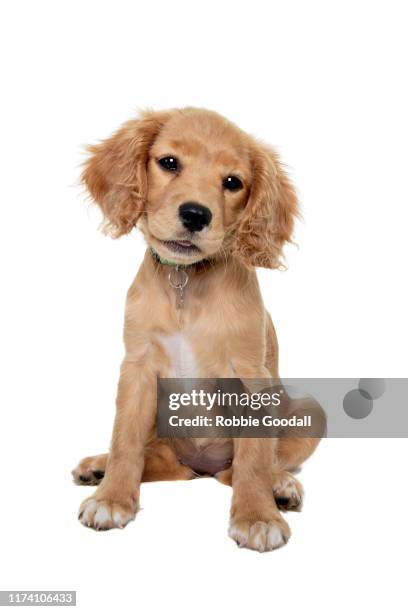 cavalier king charles spaniel/poodle mix puppy looking at the camera sitting in front of a white backdrop - toy dog fotografías e imágenes de stock