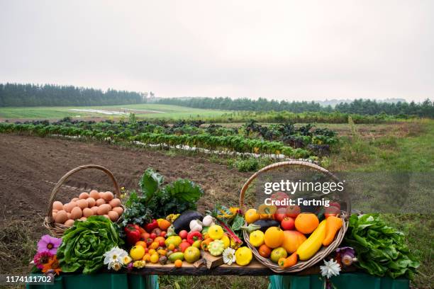 a still life of freshly harvested organic vegetables, produce and eggs pictured on the farm they were grown on. - fall harvest field stock pictures, royalty-free photos & images