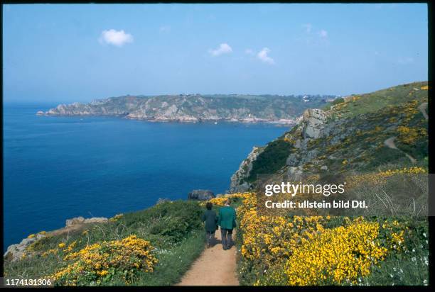 Channel Island Guernsey: Hiking trail through yellow flowers