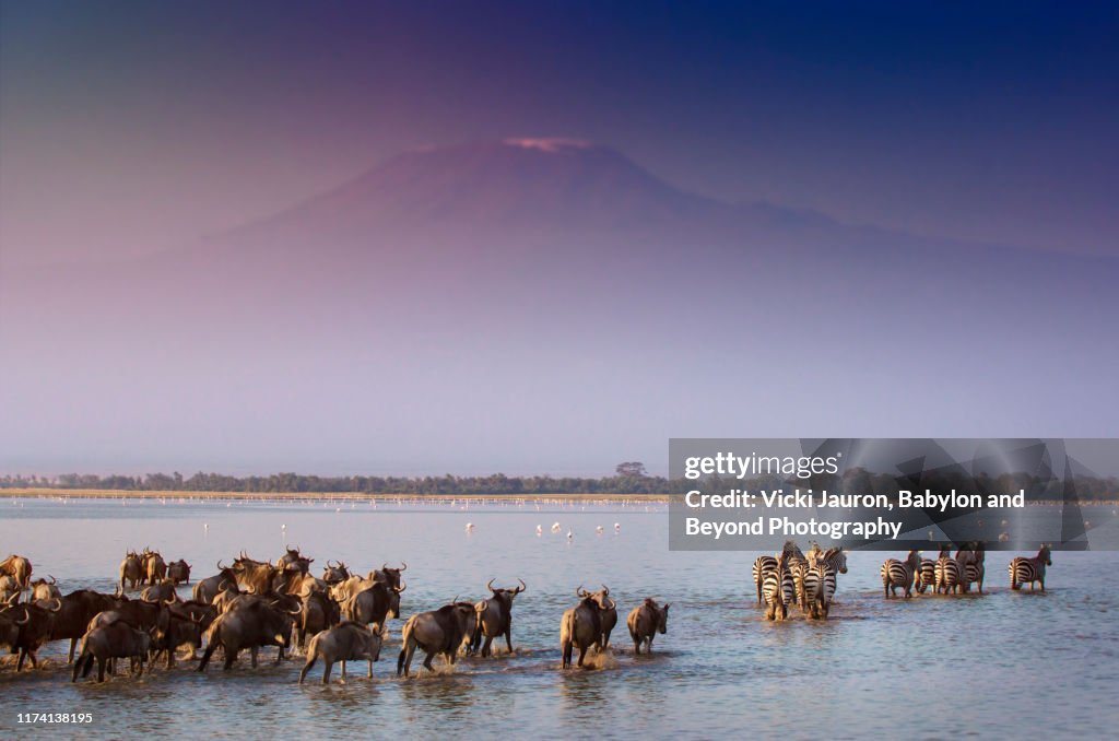 Drramatic Scene of Wildebeest and Zebra in Water Against Mt. Kilimanjaro