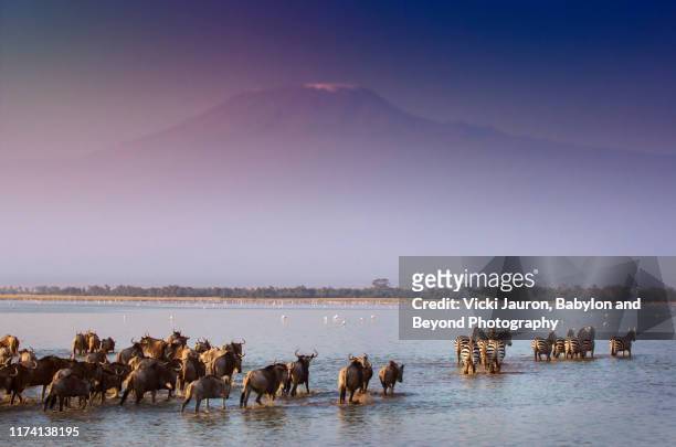 drramatic scene of wildebeest and zebra in water against mt. kilimanjaro - zebra herd running stock pictures, royalty-free photos & images