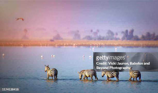 beautiful scenic of zebra and flamingo in the lake at amboseli, kenya - amboseli national park bildbanksfoton och bilder