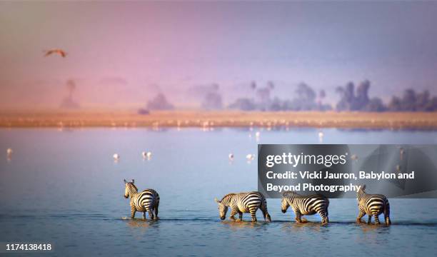 beautiful scenic of zebra and flamingo in the lake at amboseli, kenya - safari animals 個照片及圖片檔