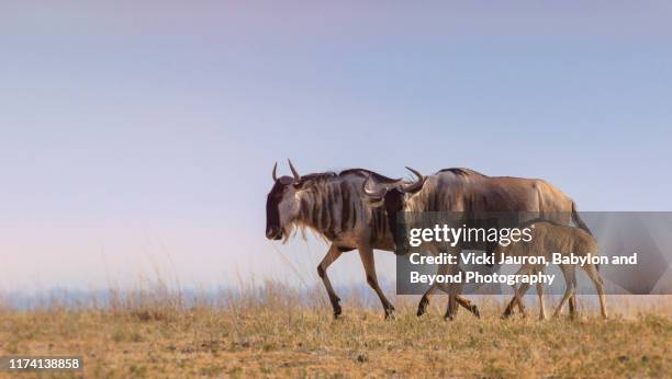 wildebeest family walking in the landscape of amboseli, kenya - gnoe stockfoto's en -beelden