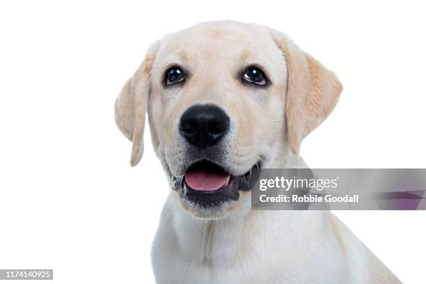 headshot of a labrador retriever puppy looking at the camera on a white background. - labrador retriever ストックフォトと画像