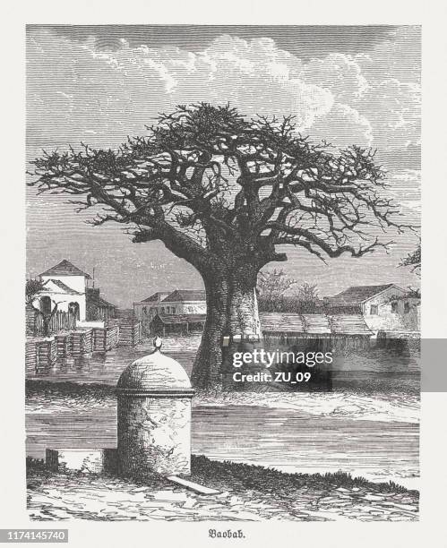 baobab (adansonia digitata), wood engraving, published in 1894 - baobab stock illustrations