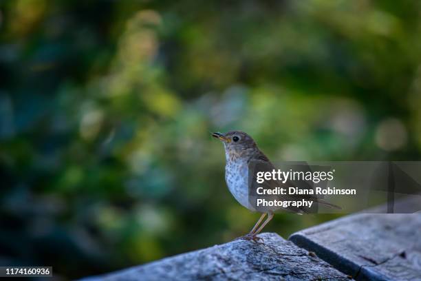swainson's thrush with insect at nisqually national wildlife refuge near olympia, washington - singdrossel stock-fotos und bilder