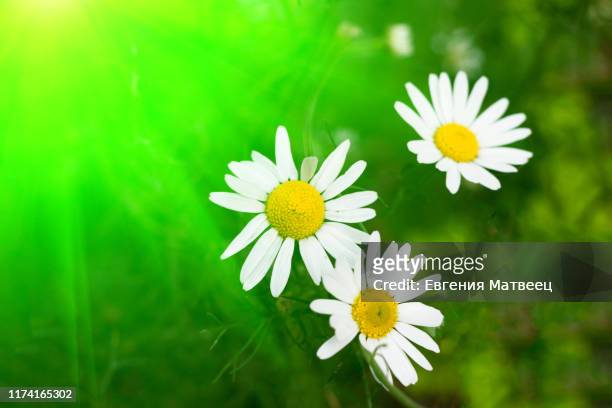 white vild daisy flowers on green blurred nature background. spring summer holiday concept. - vild stock pictures, royalty-free photos & images