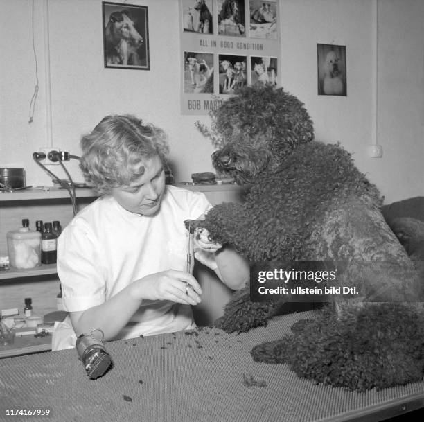 Besson Dog 315 Jacques Besson Photos & High Res Pictures - Getty Images