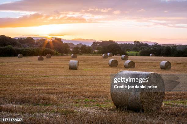 dramatic sunset, straw bales, hereford, herefordshire, england - ヒアフォード ストックフォトと画像