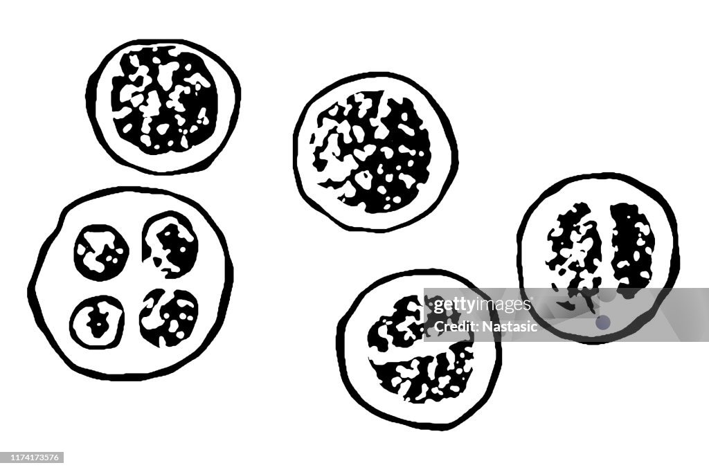 Freshwater algae,Protococcus viridis