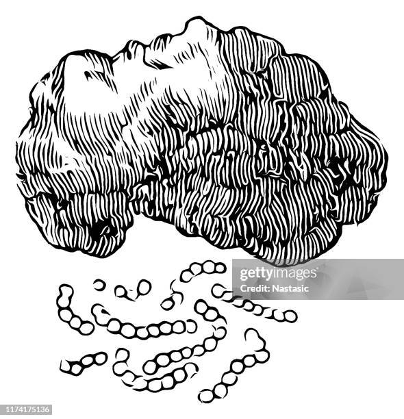 nostoc commune is a species of cyanobacterium in the family nostocaceae. common names include star jelly, witch's butter, mare's eggs, fah-tsai and facai - nostoc stock illustrations