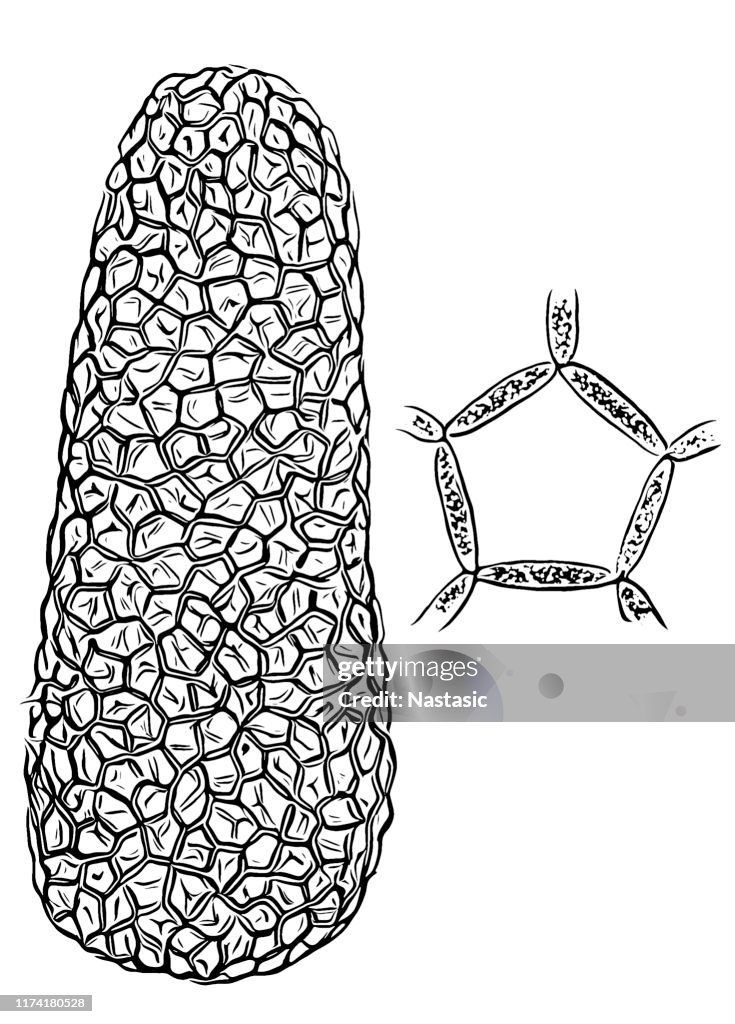 Freshwater algae,Hydrodictyon utriculatum