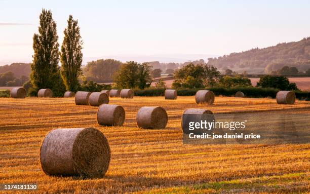 straw bales, field, hereford, herefordshire, england - herefordshire stockfoto's en -beelden