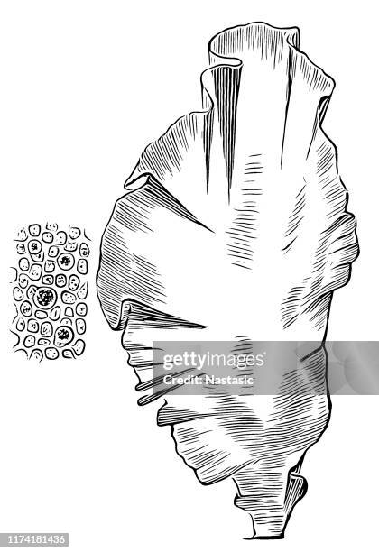 freshwater algae, ulva latissim - red thread stock illustrations