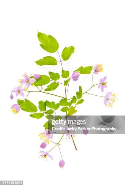 close-up, high-key image of the tiny lilac flowers of thalictrum delavayi, also known as chinese meadow rue. - thalictrum delavayi stock pictures, royalty-free photos & images