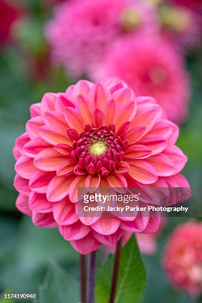 close-up image of the beautiful summer flowering peach/coral coloured 'decorative' dahlia 'american dawn' flower - tuber stock pictures, royalty-free photos & images
