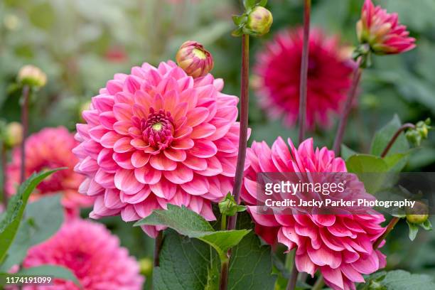 close-up image of the beautiful summer flowering peach/coral coloured 'decorative' dahlia 'american dawn' flower - dahlia stock pictures, royalty-free photos & images