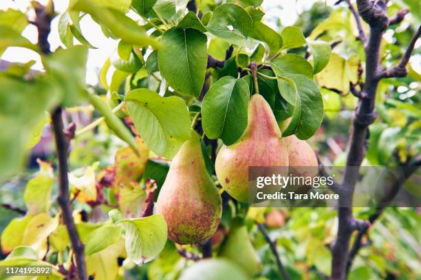 pears growing on tree - pear stock-fotos und bilder