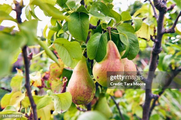 pears growing on tree - pear trees stock pictures, royalty-free photos & images