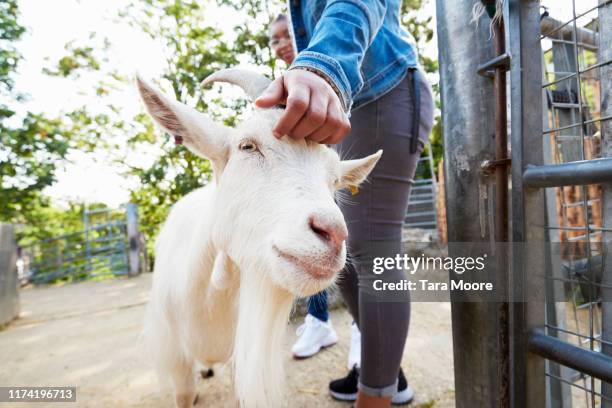 goat being stroked at farm - kinderboerderij stockfoto's en -beelden