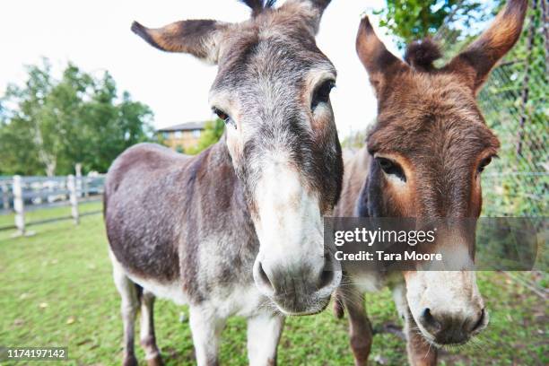 two donkeys at farm - mules stockfoto's en -beelden