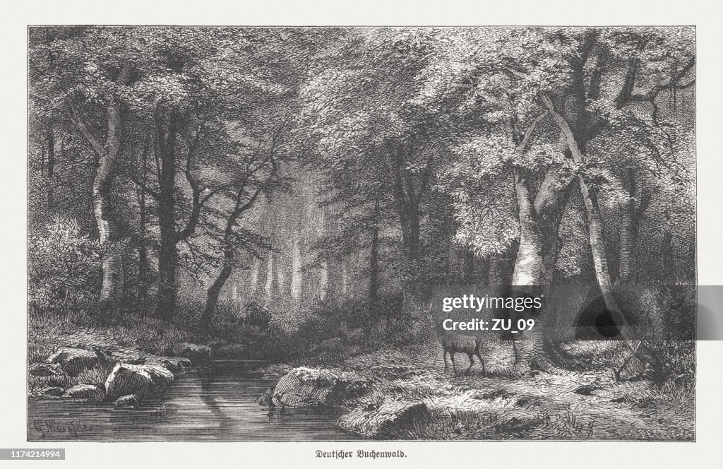 German beech forest, wood engraving, published in 1894