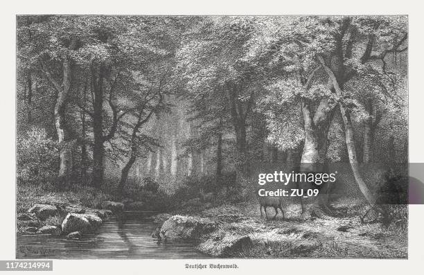 german beech forest, wood engraving, published in 1894 - deer creek stock illustrations