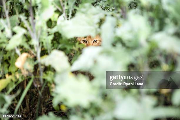 gatinho bonito que espreita através da vegetação do jardim - animals hunting - fotografias e filmes do acervo