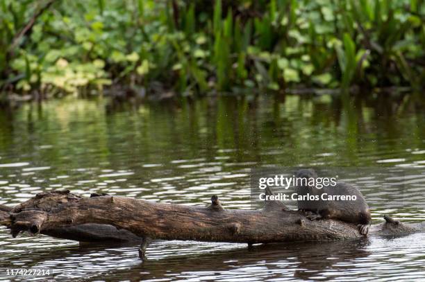 north american river otter on a log - river otter stock pictures, royalty-free photos & images